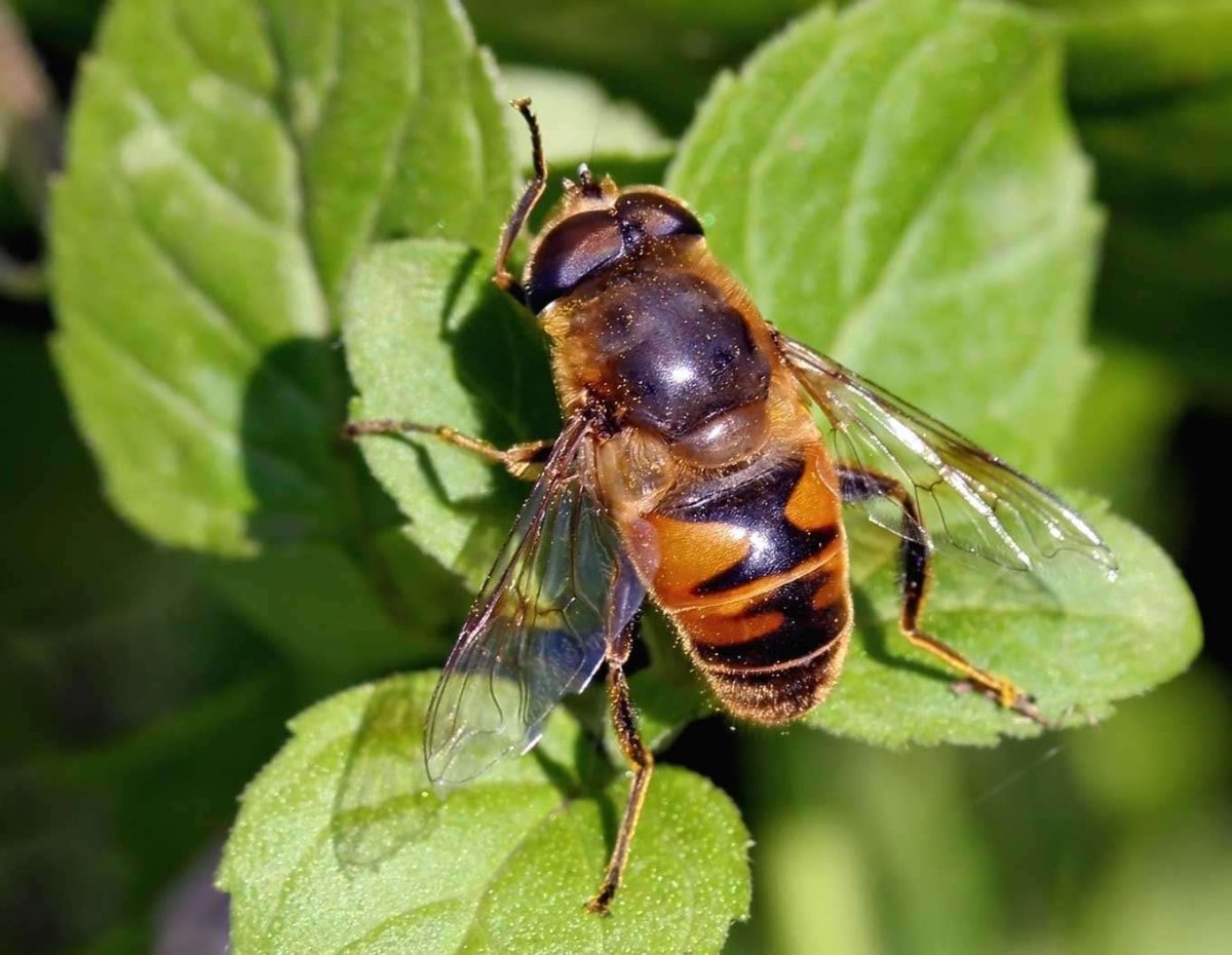 Eristalis Tenax