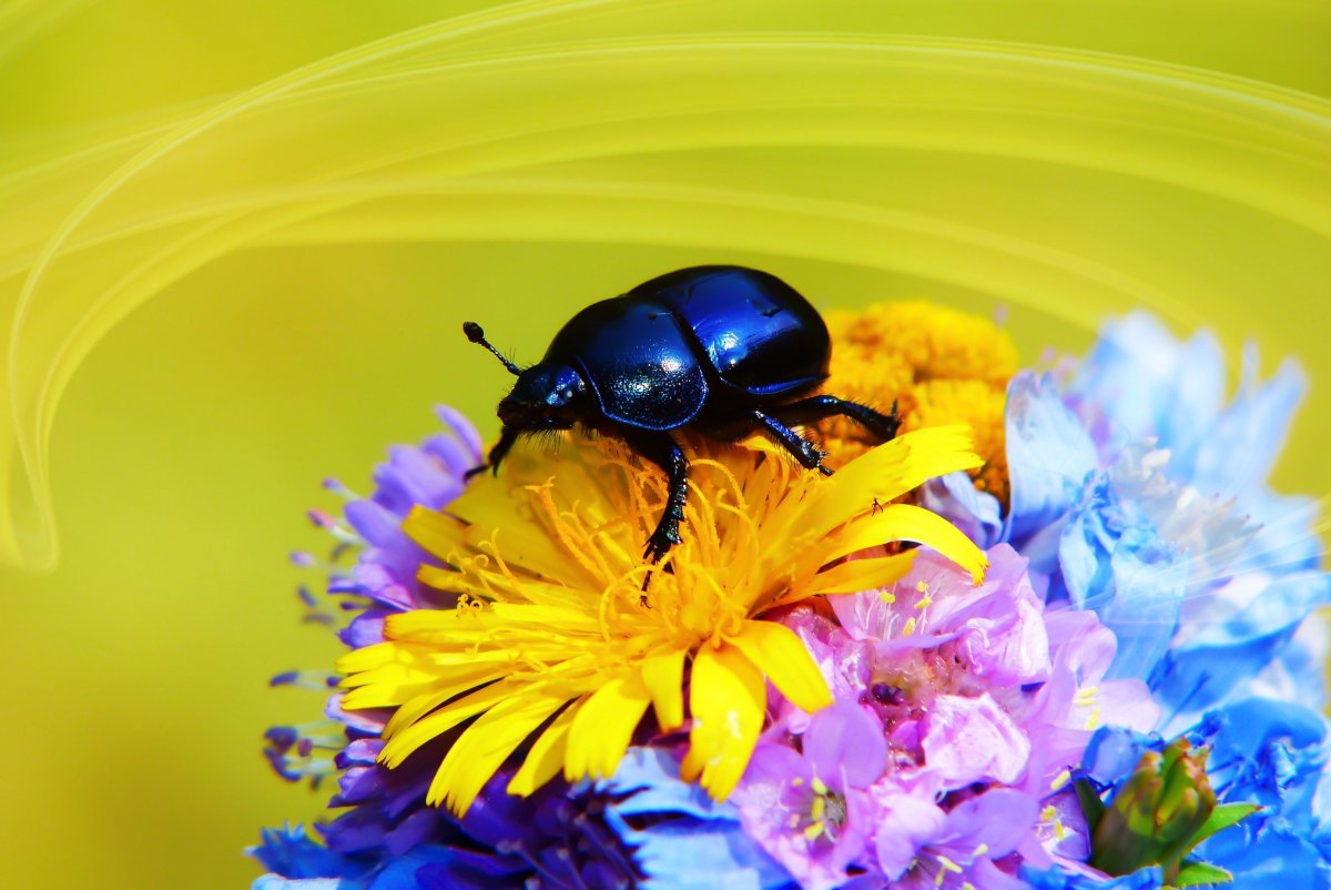 Жук на цветке