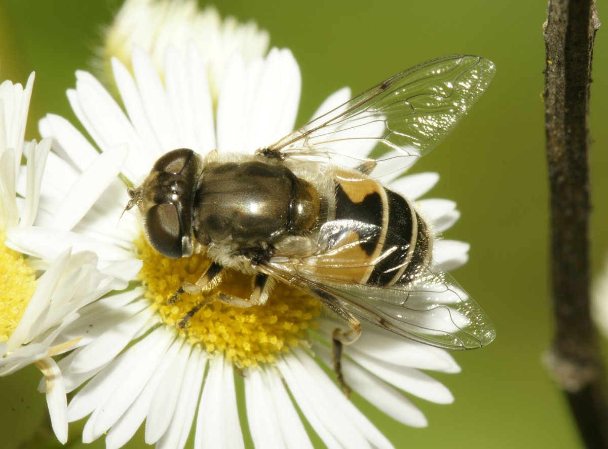 Пчела Музыкантик