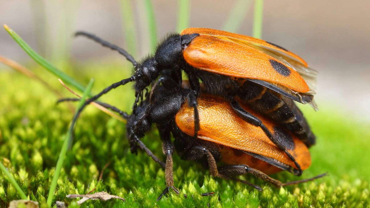 Жук черный с оранжевым