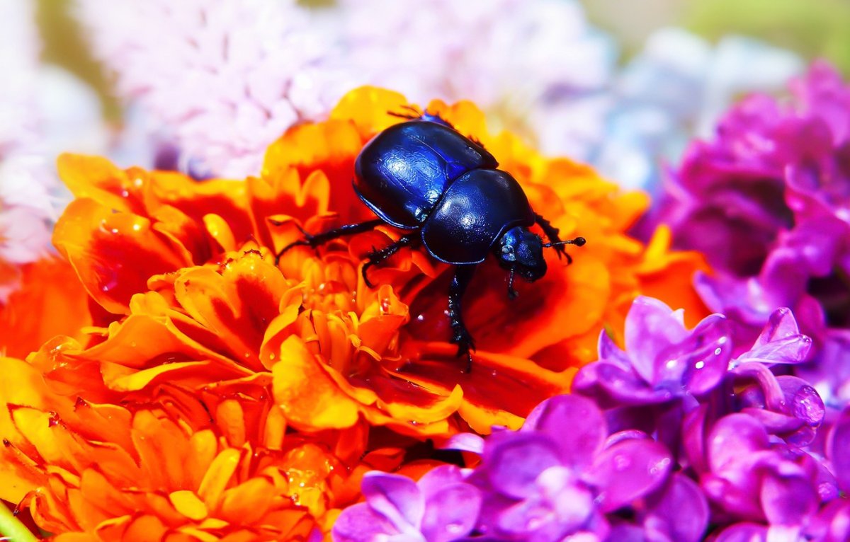 Цветочный Жук