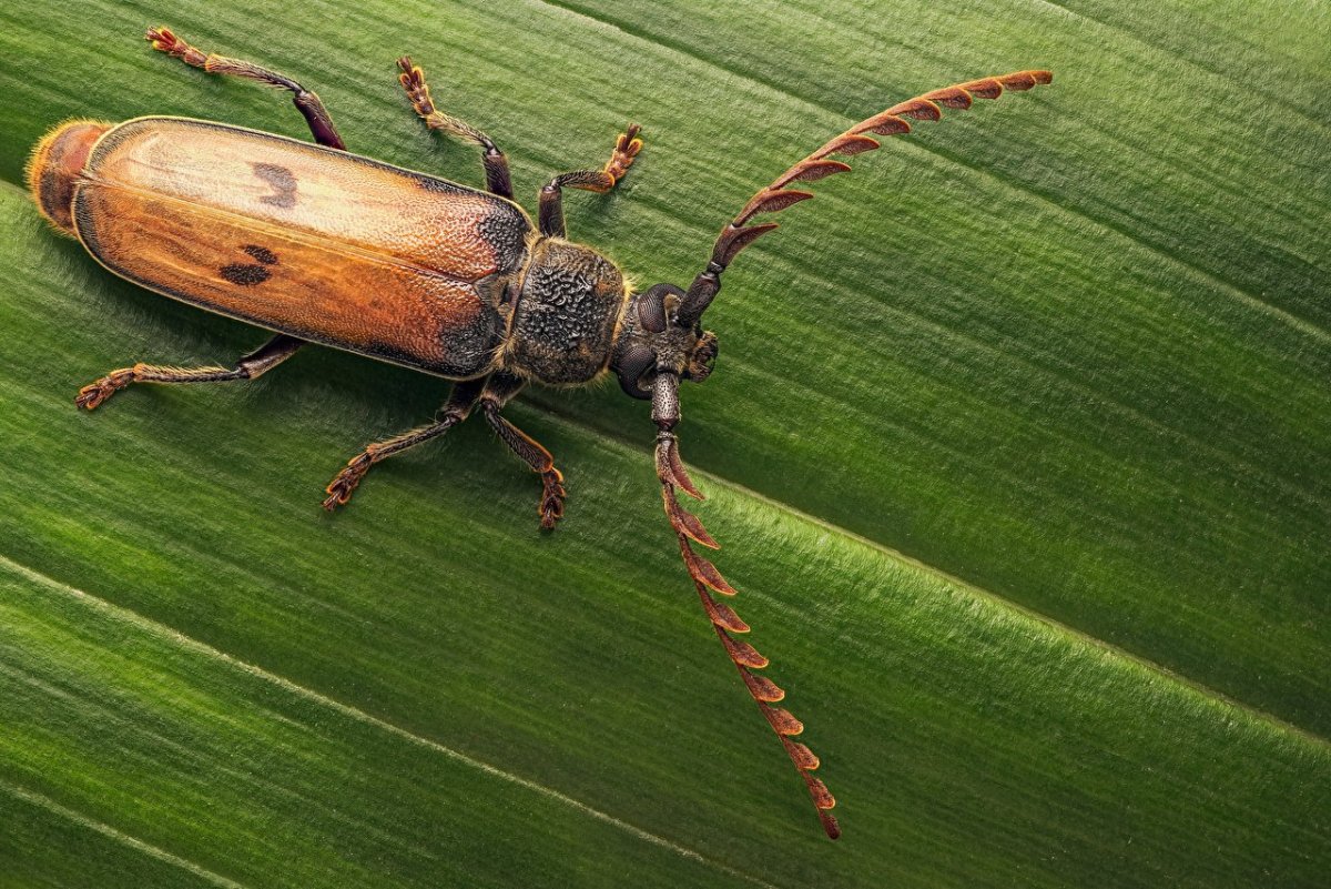 Жуки или жесткокрылые