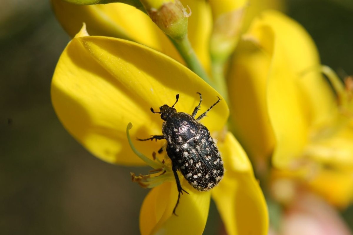 Западный пятнистый огуречный Жук