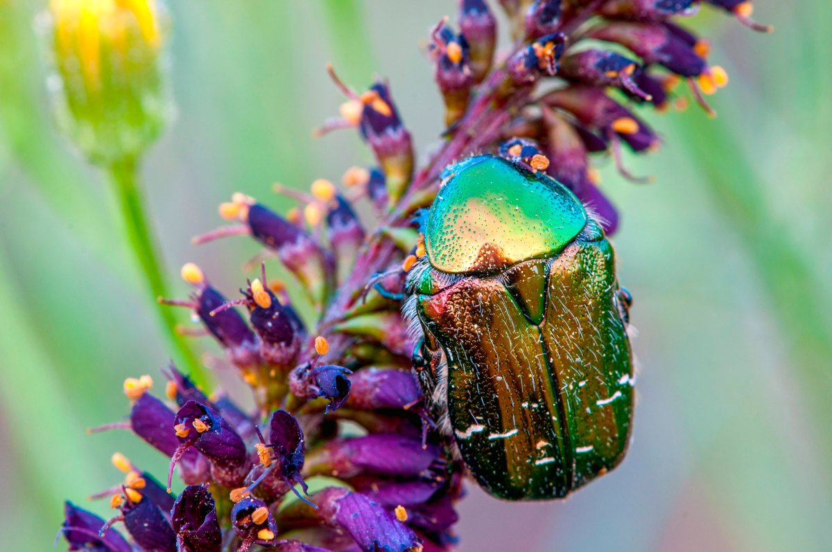 Жук хамелеон