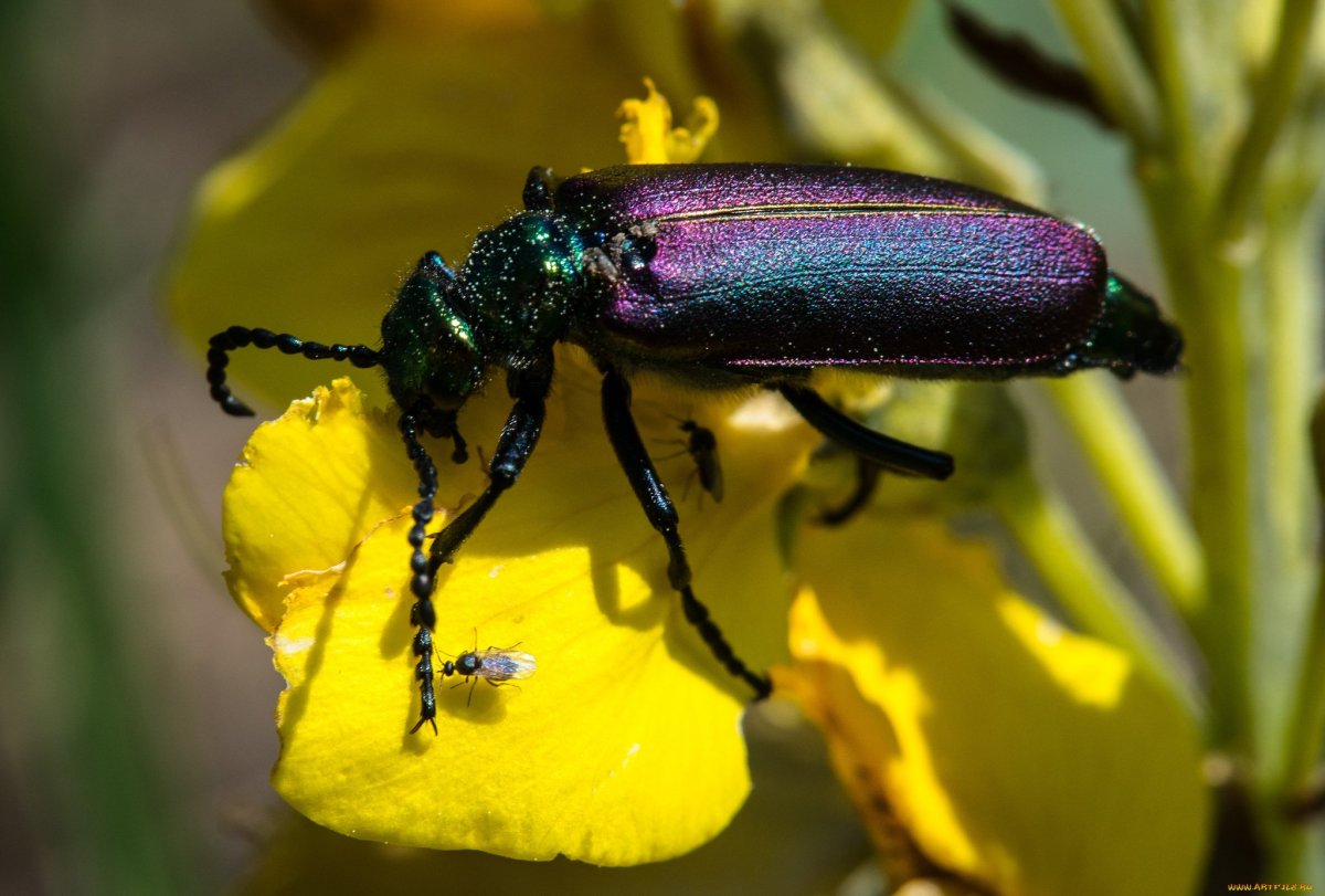 Жуки в цветах