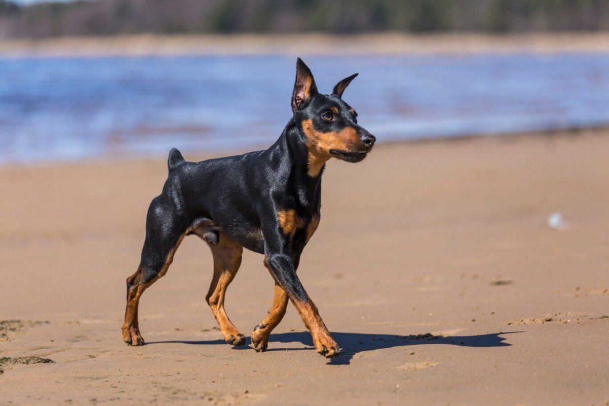 Мини Доберман-пинчер