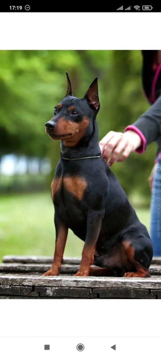 Добер Пинчи карликовый