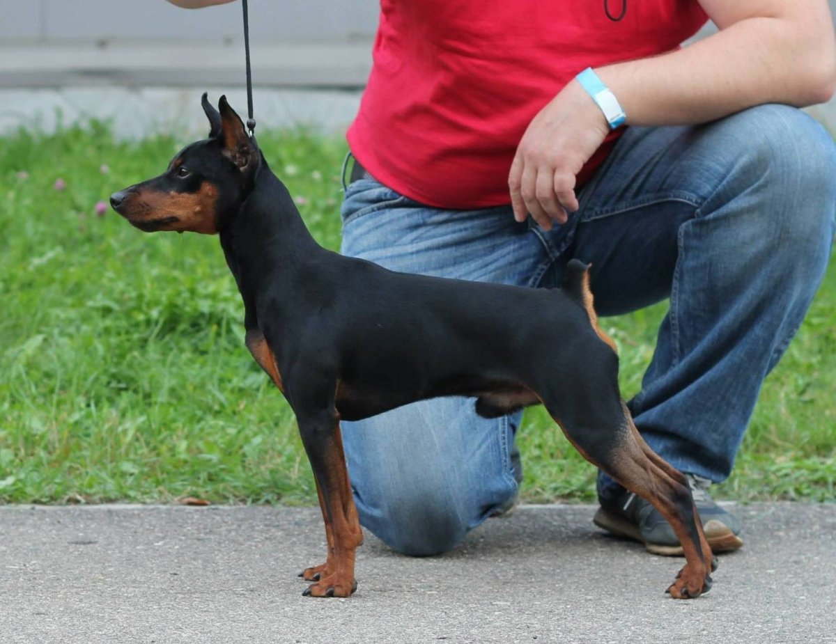 Мини Доберман пинчер мини Доберман