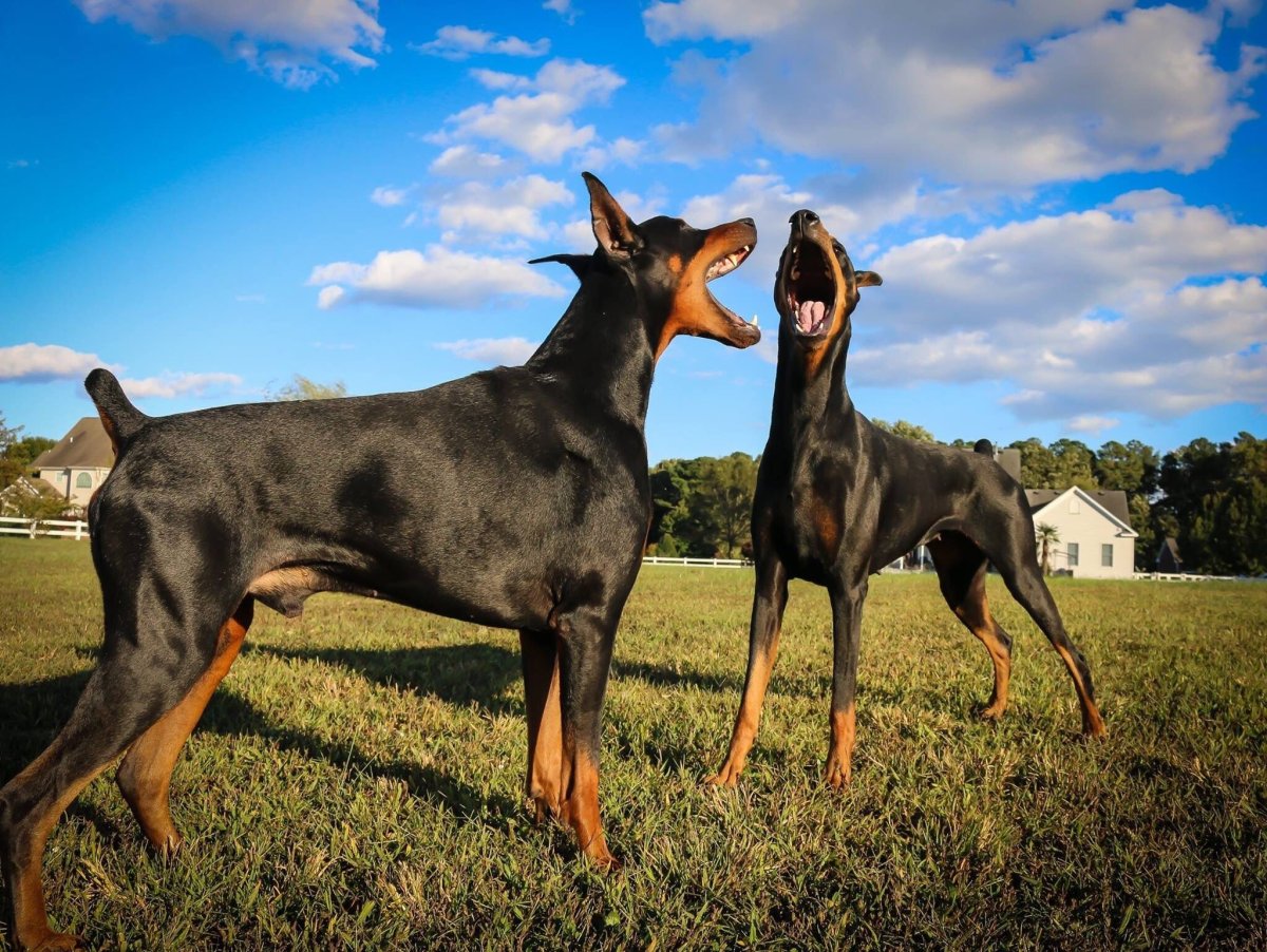 Старотипный Доберман