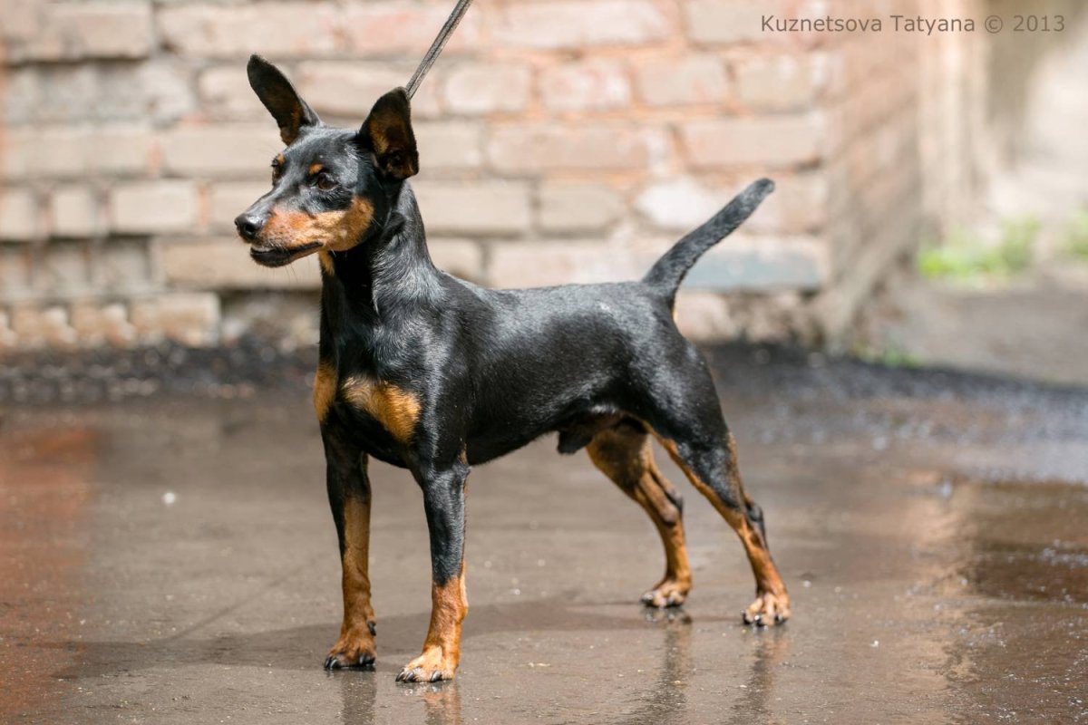 Мини Доберман