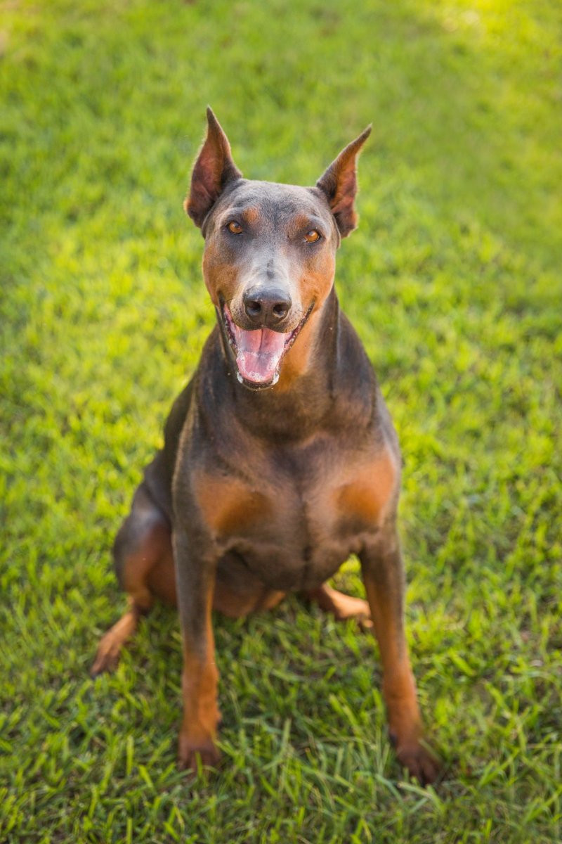 Доберман Владека Рошины