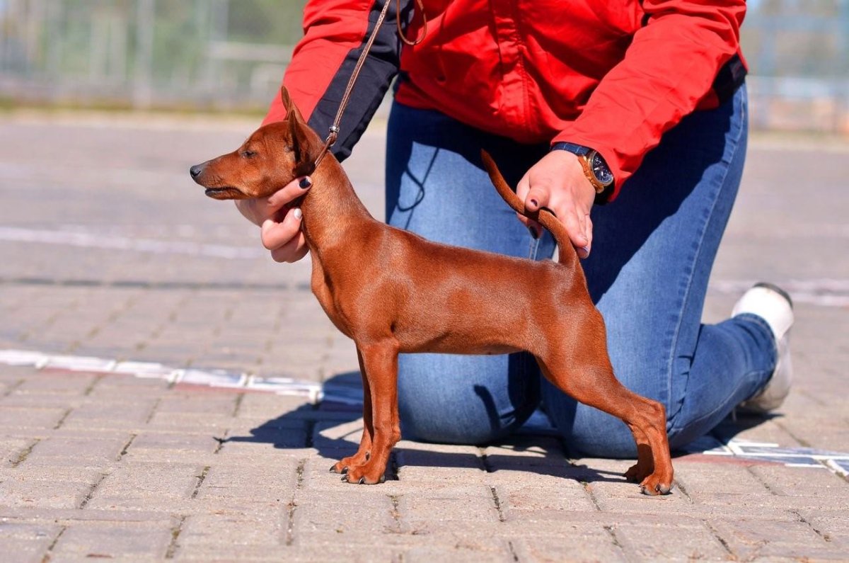 Цвергпинчер девочка