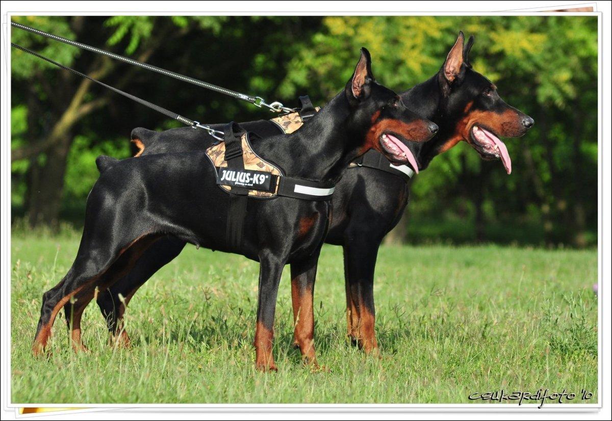 Европейский Доберман