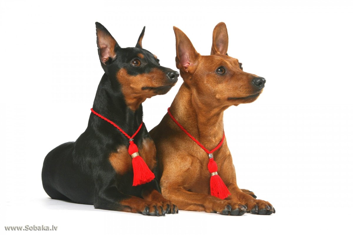 Пражский крысарик и карликовый пинчер