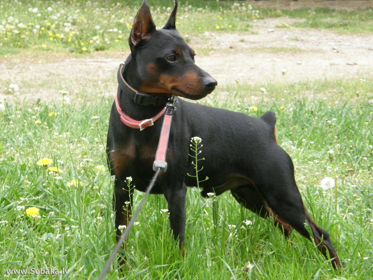 Пинчер собака