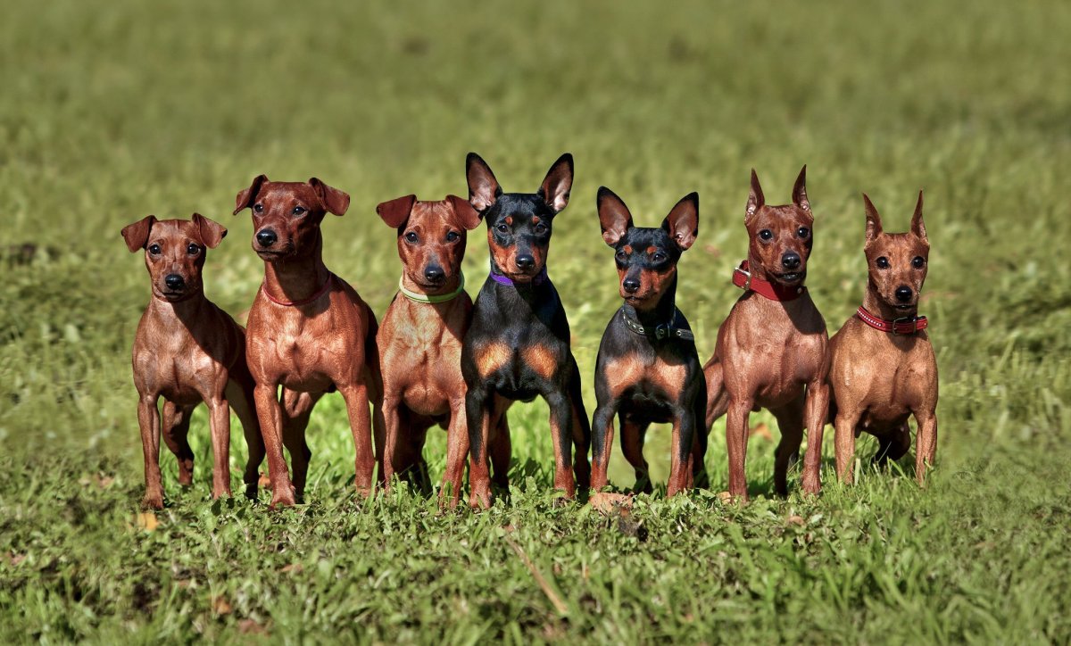 Мини Доберман-пинчер