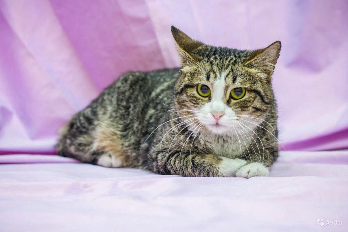 Голубой биколор европейская короткошерстная