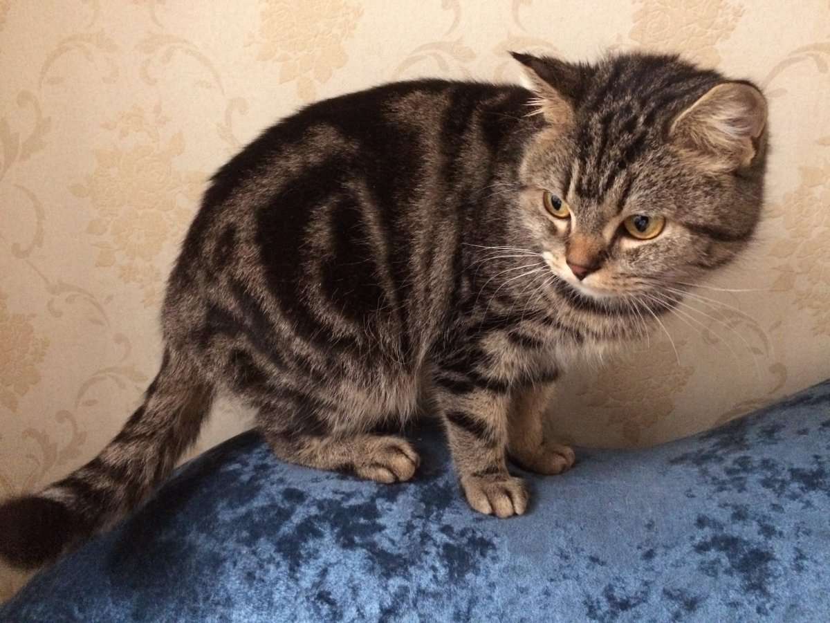 Европейская короткошерстная табби тигровый