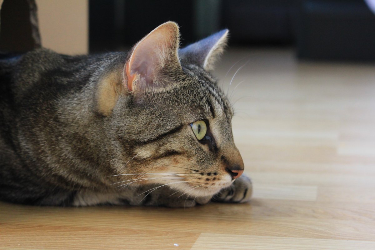 Европейская короткошерстная табби