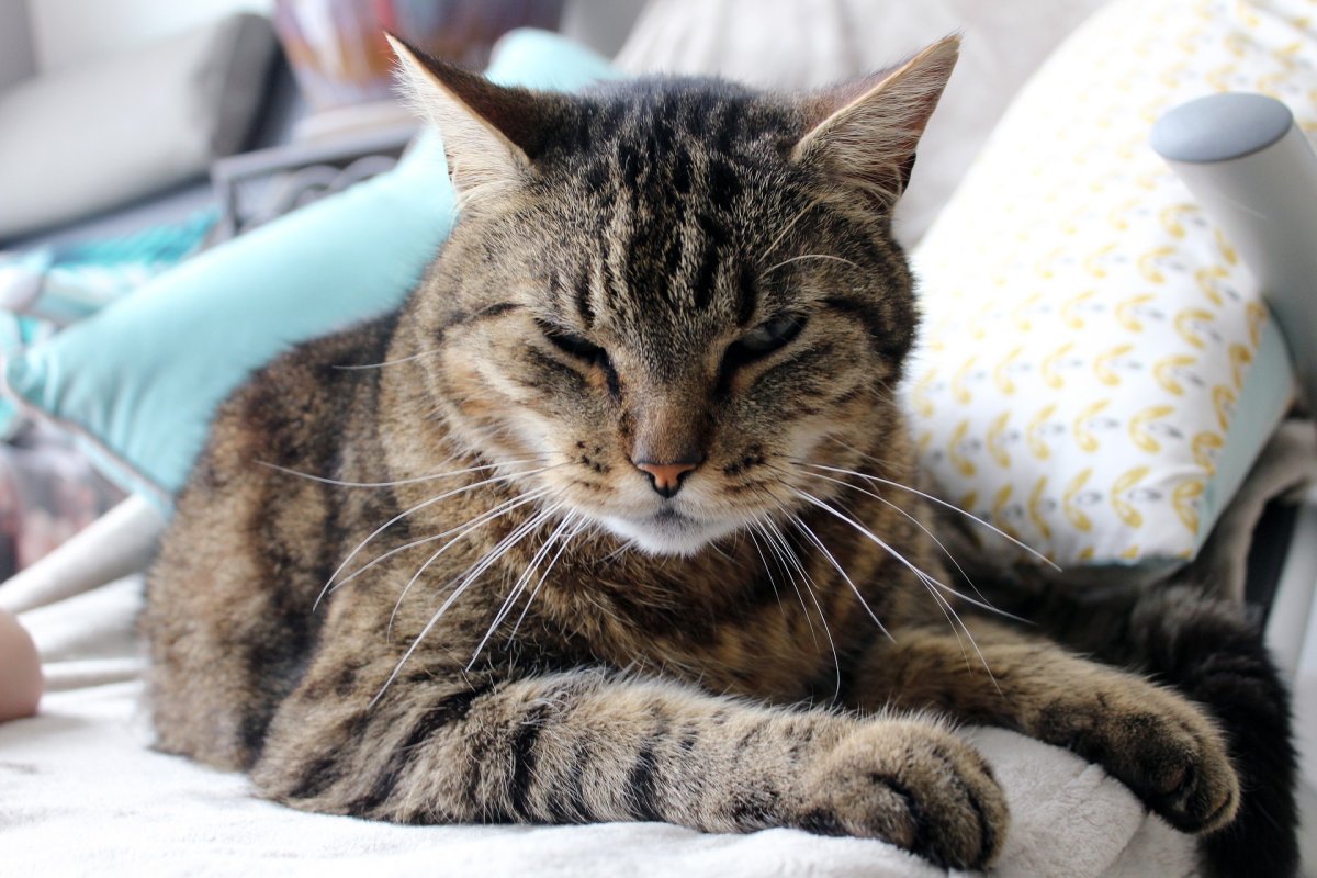 Знакомый кот