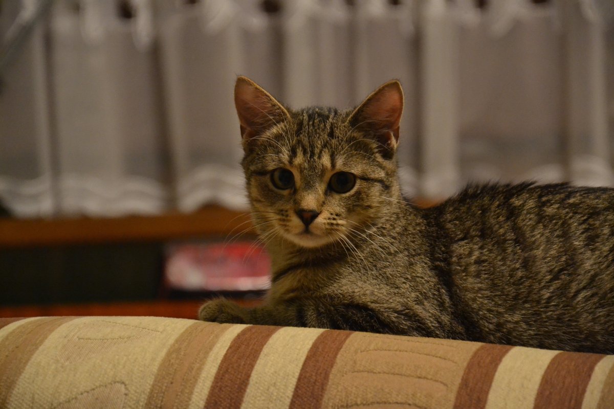 Европейская короткошерстная табби