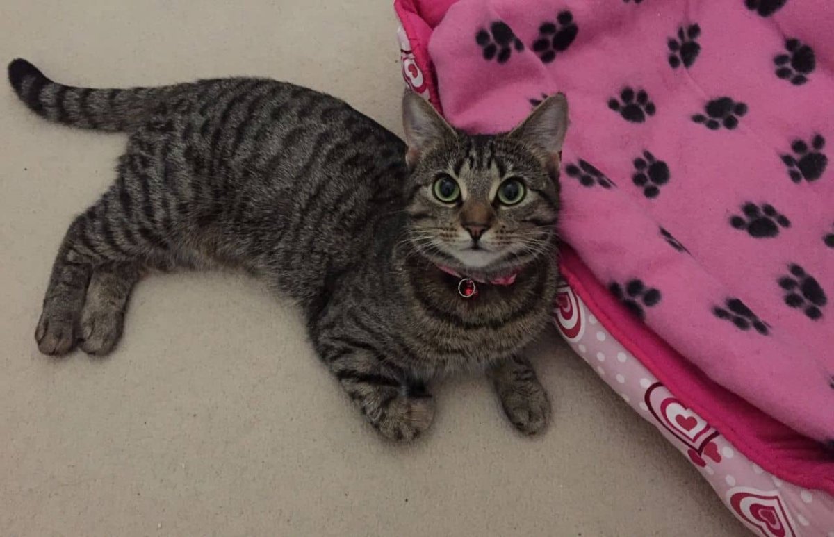 Табби макрель