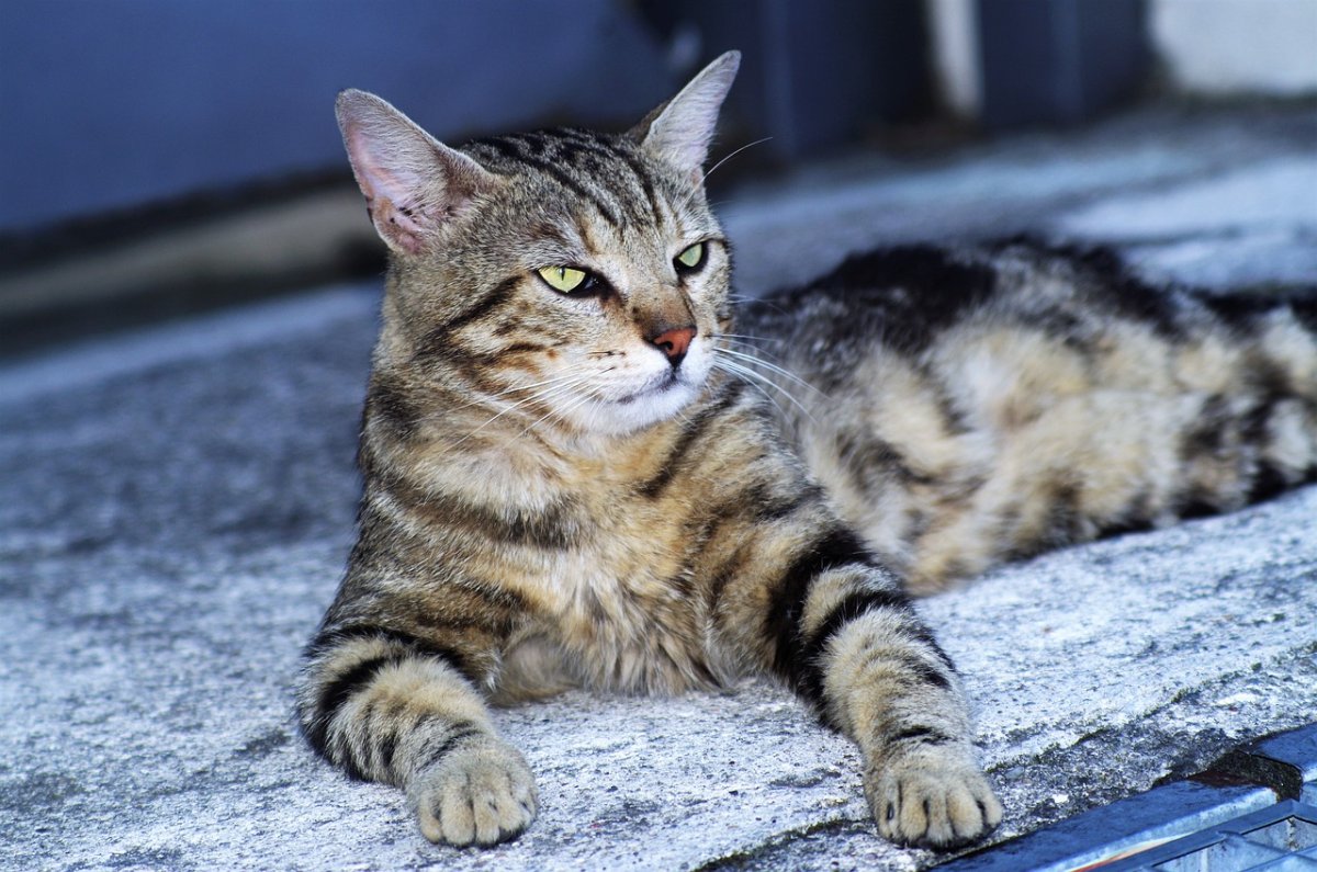 Европейская тигровая кошка