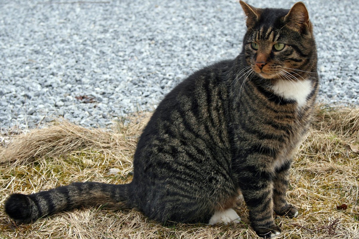 Порода кошек австралийский МАУ