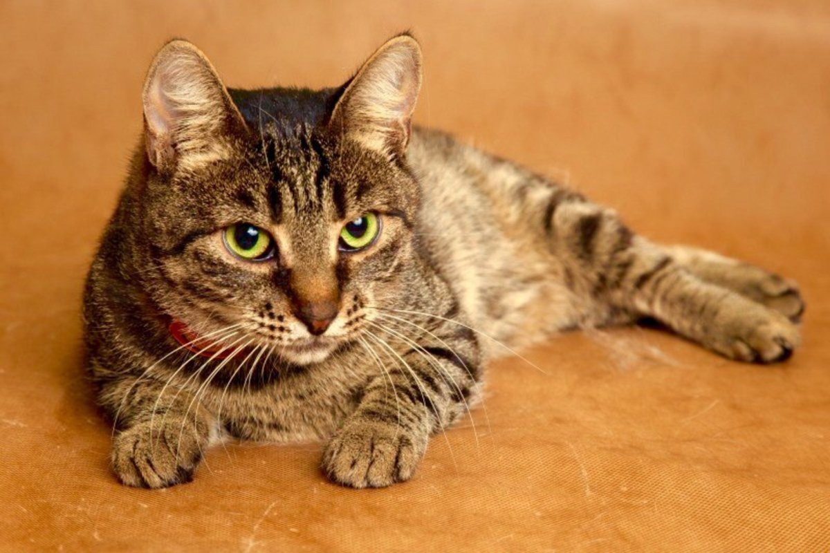 Европейская короткошерстная кошка табби