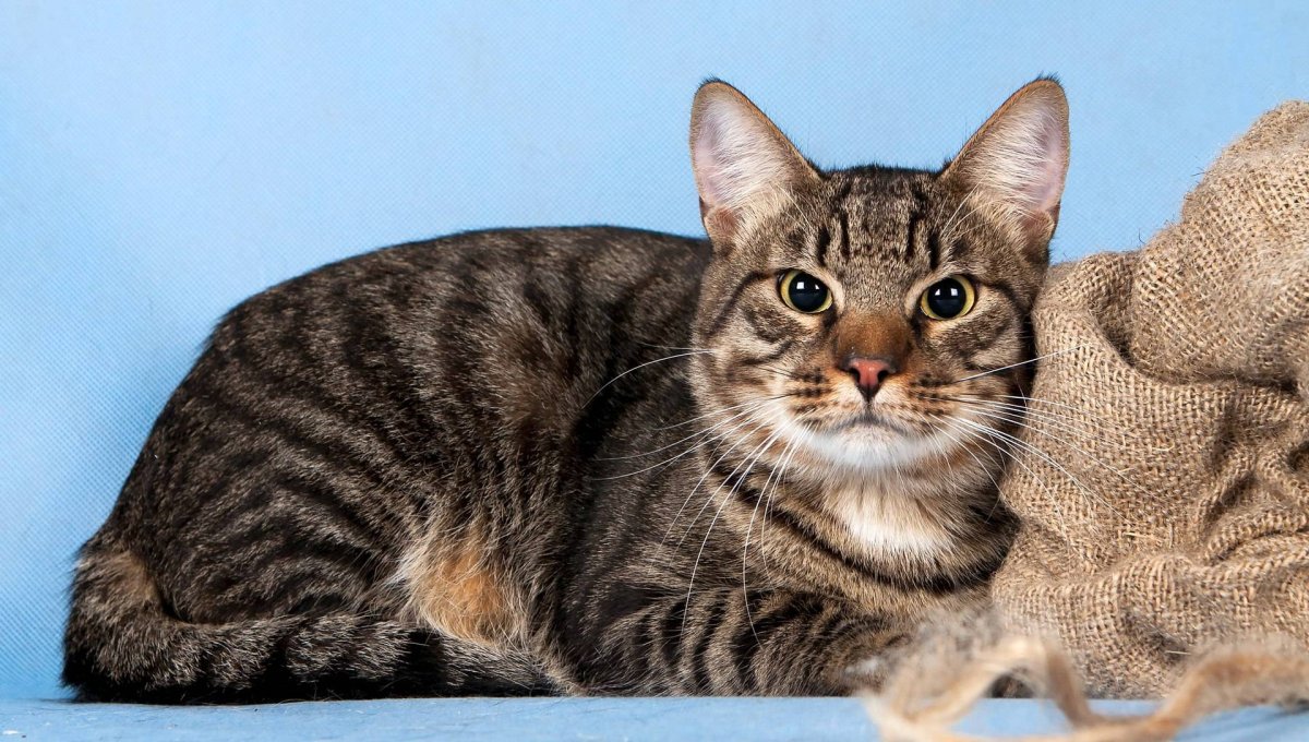 Европейский короткошерстный кот метис