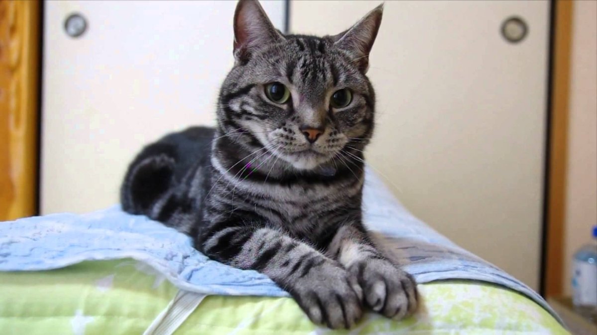 Кошка с полосками вдоль тела