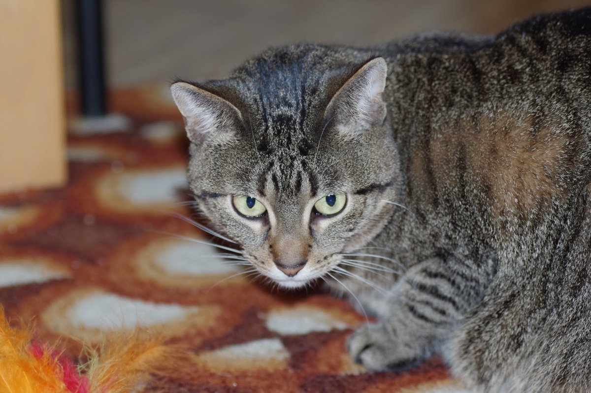 Европейская короткошерстная табби