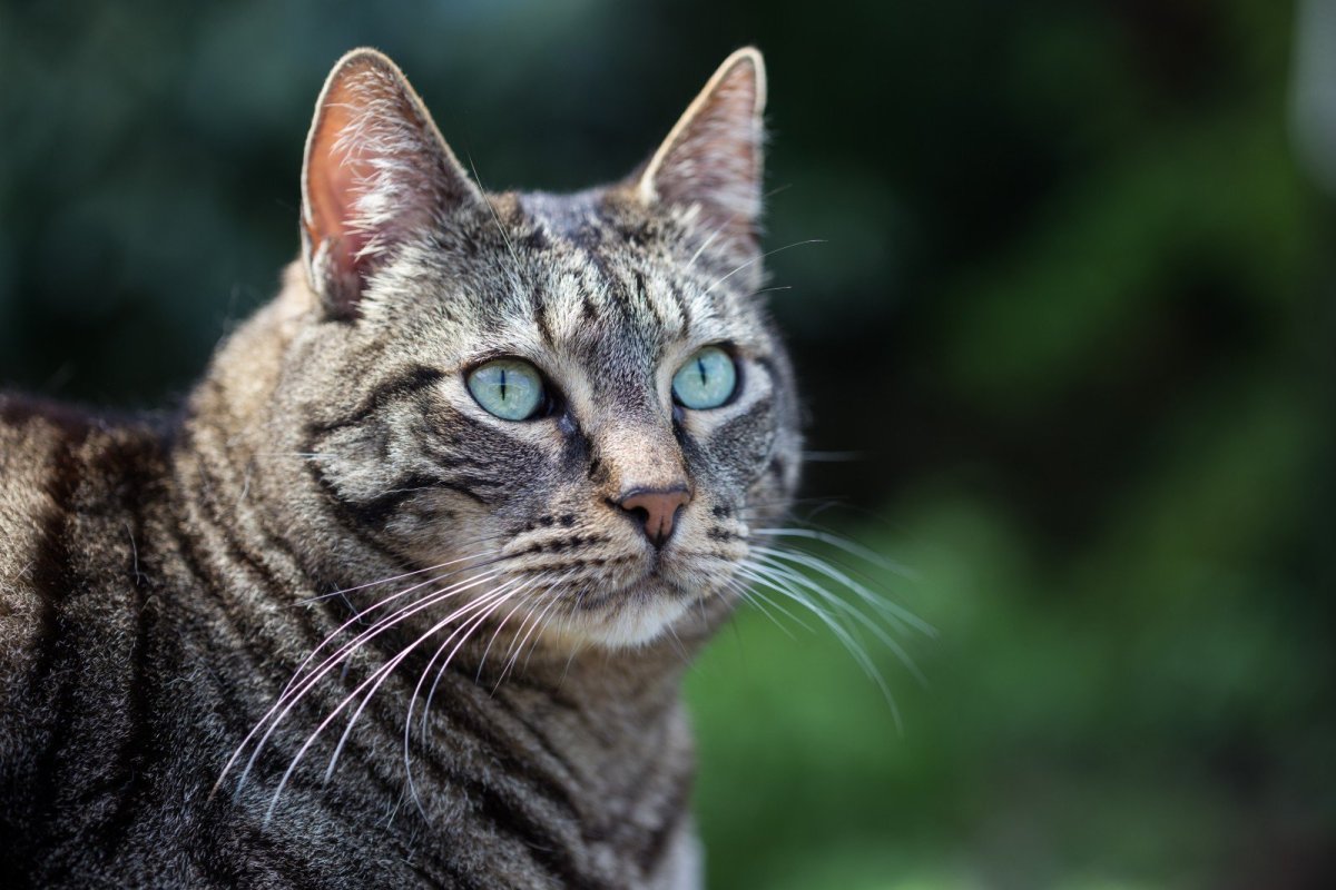 Европейская Лесная короткошерстная кошка