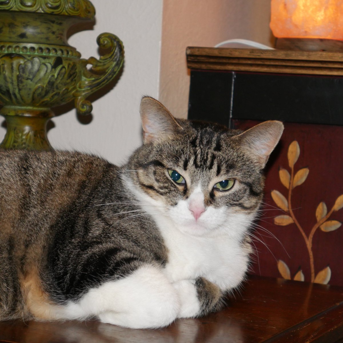 Кельтская кошка европейская короткошерстная