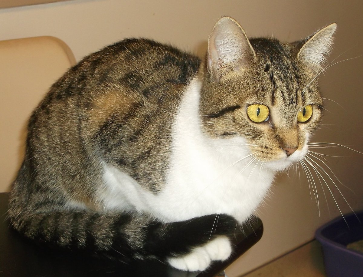 Европейская короткошерстная кошка табби