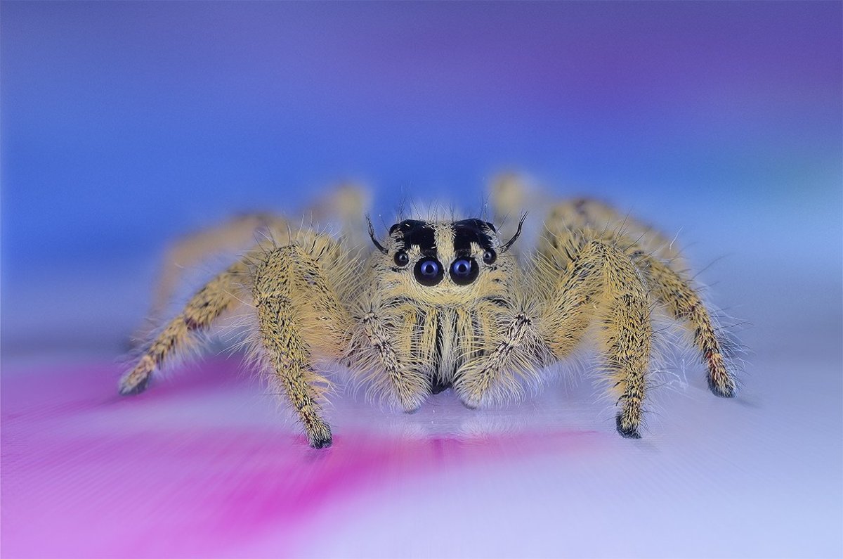 Пушистый паук