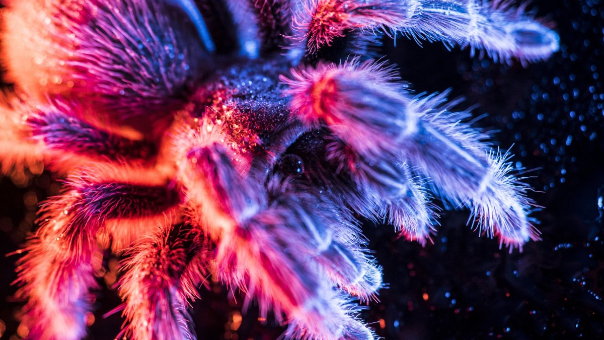 Паук Тарантул