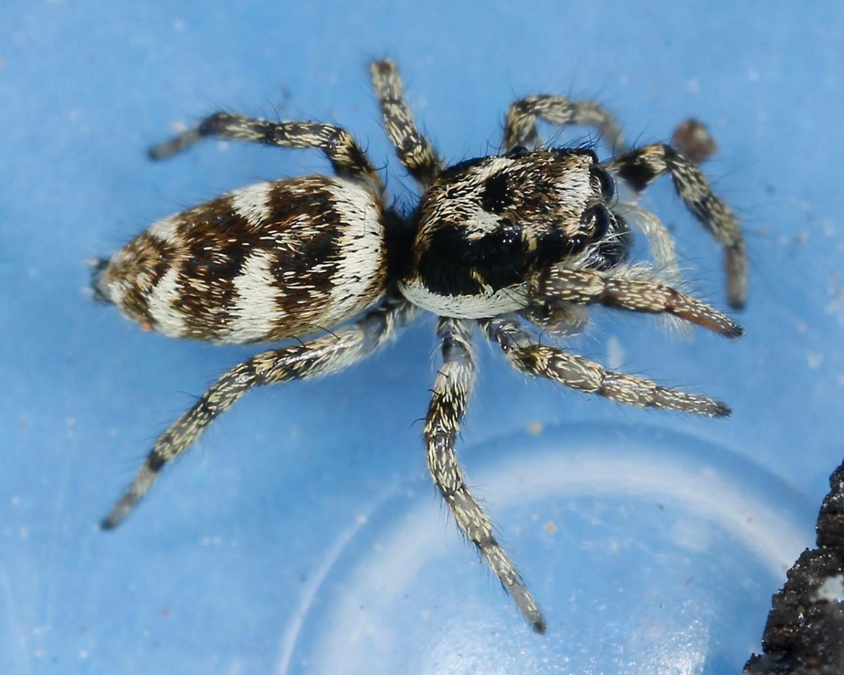 Salticus scenicus