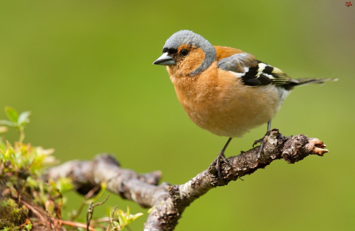 Гульдовой Зяблик