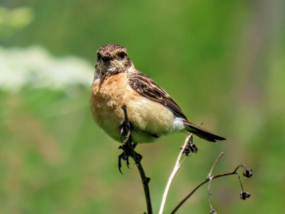 Птицы Саратовской области фото