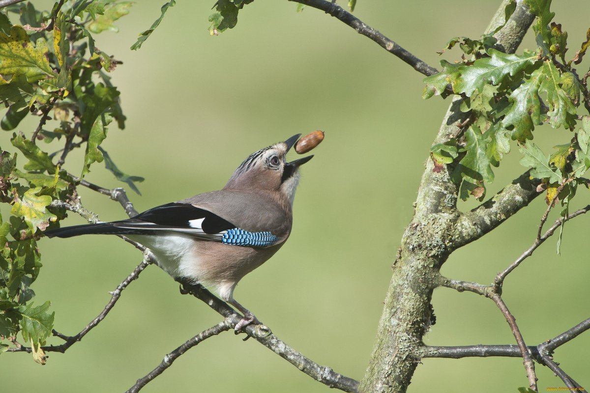 Сойка птичка Подмосковья