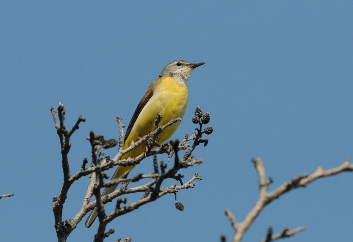 Желтая птичка Саратовская область