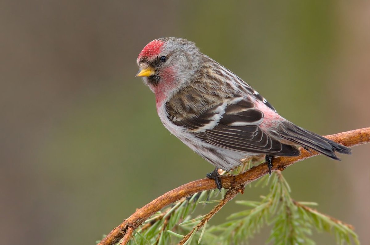 Обыкновенная чечетка птица