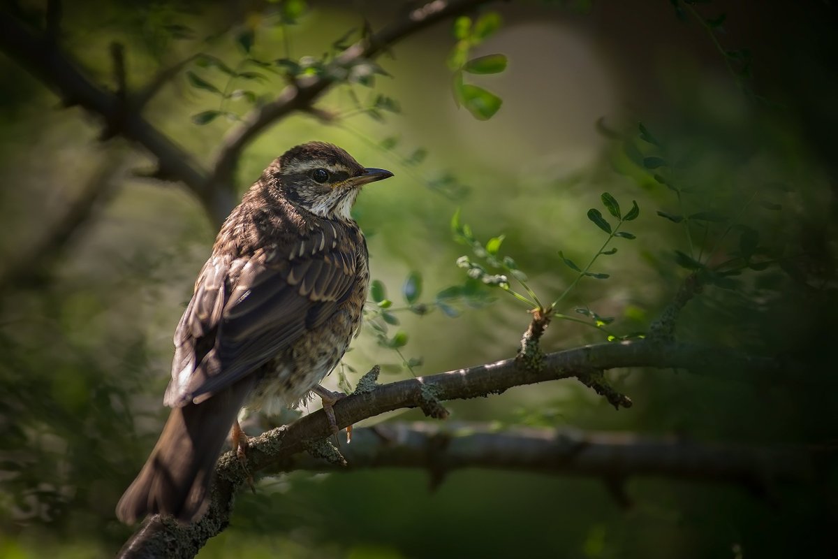 Красивые профессиональные фотоснимки птиц России