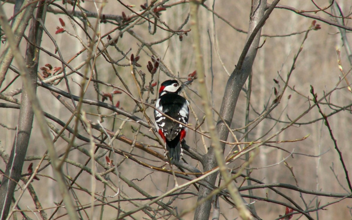Птицы в лесу ранней весной