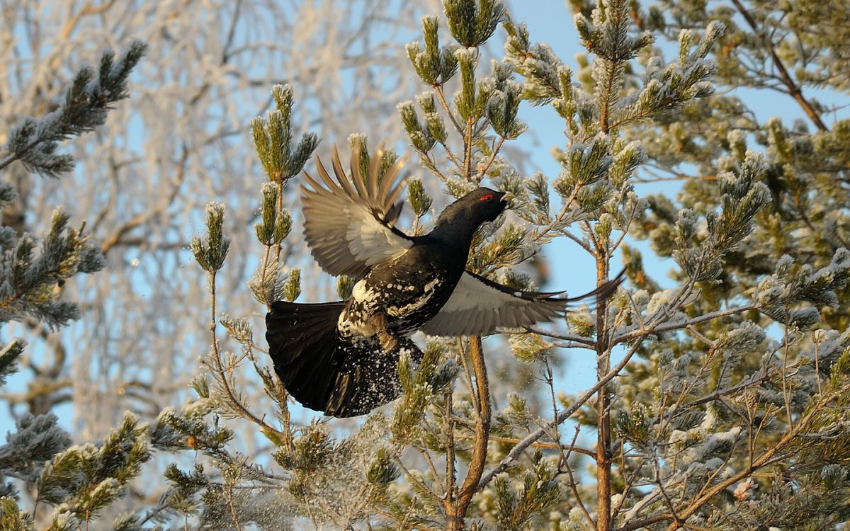 Ареал глухаря