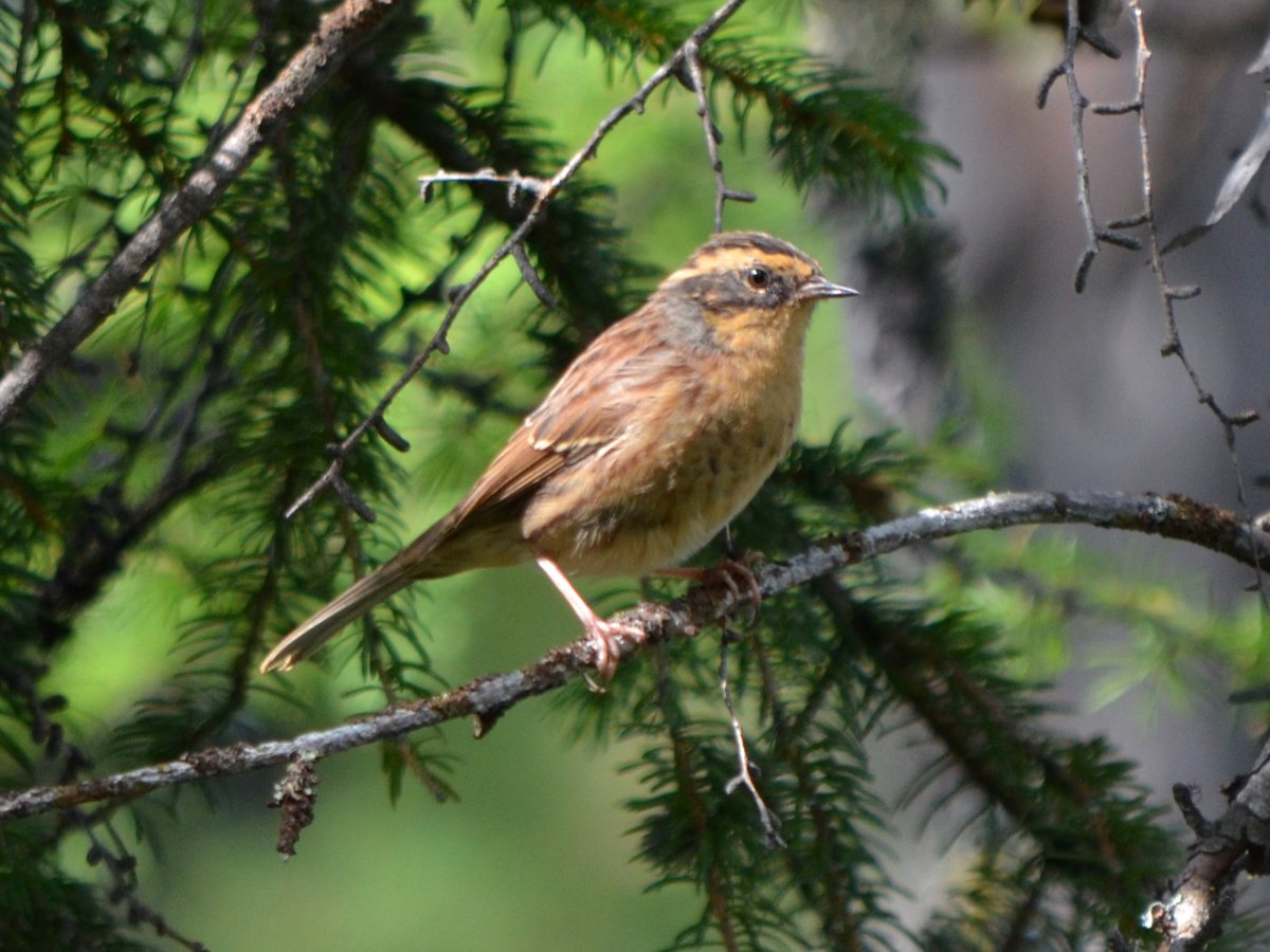 Завирушка самка