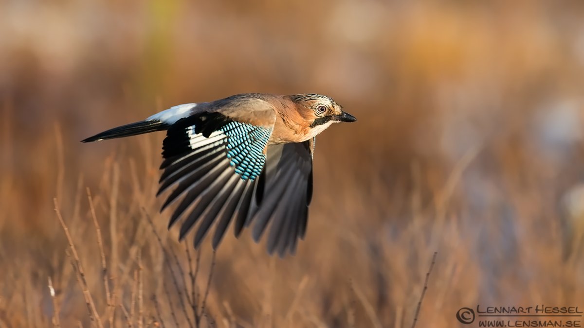 Большая коричневая птица в лесу