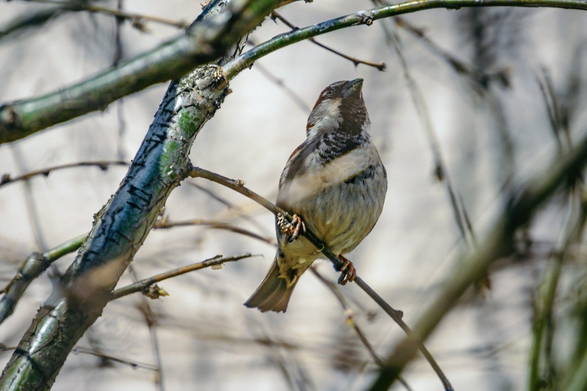 Лесная птица с белым ошейником