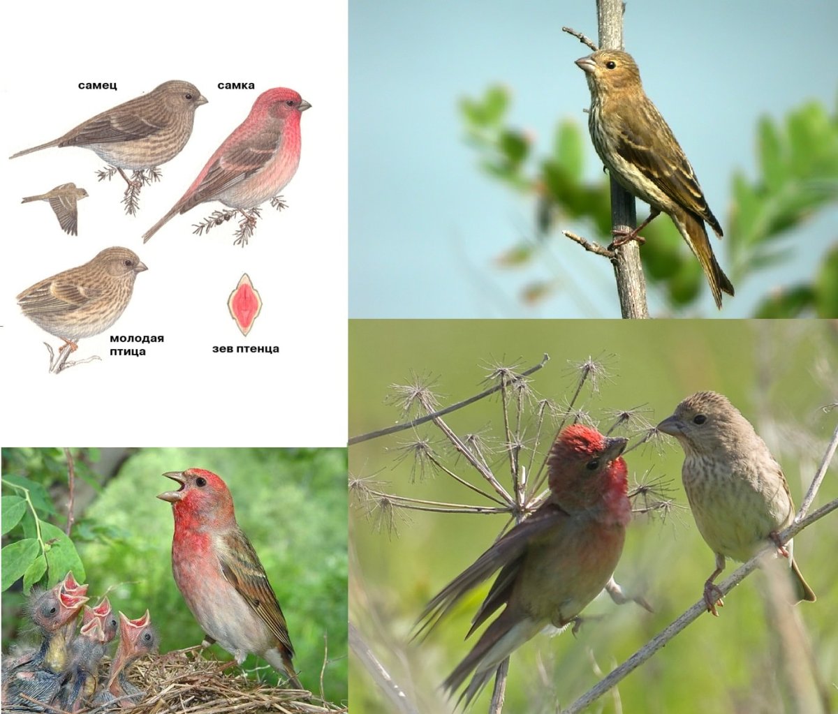 Птицы Саратовской области